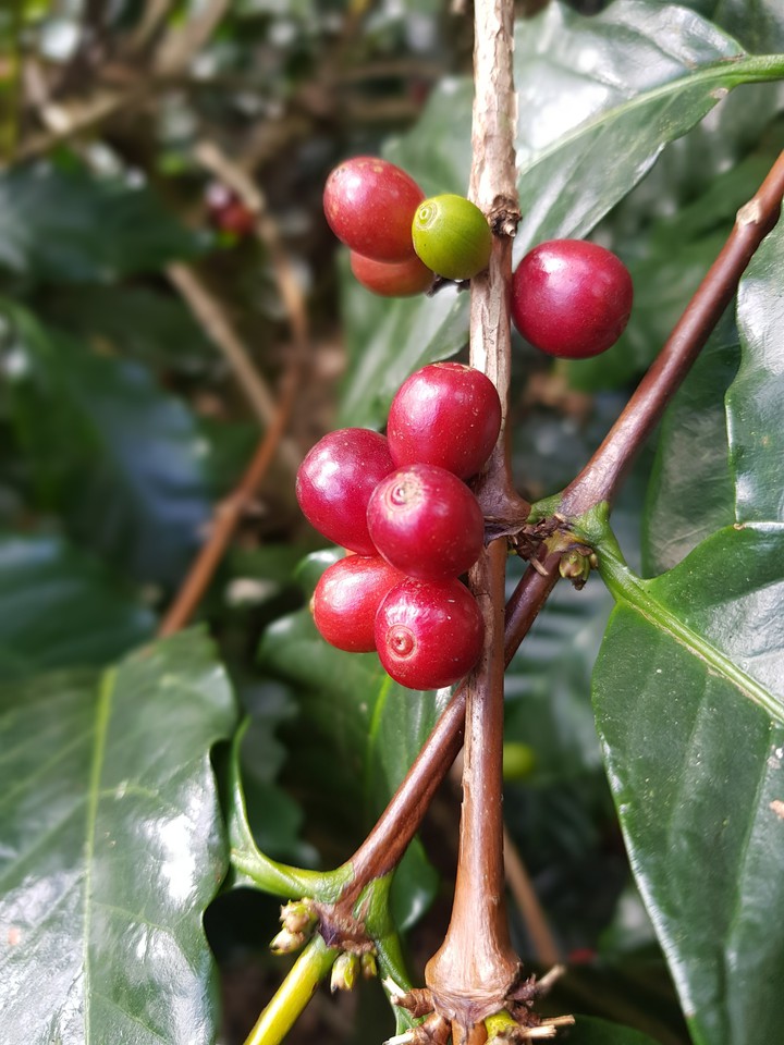 coffee bean