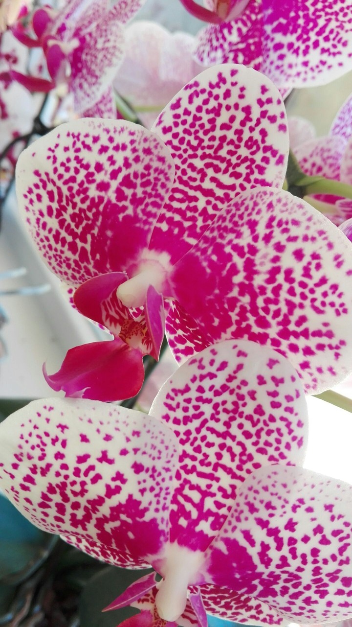 Orchidea©