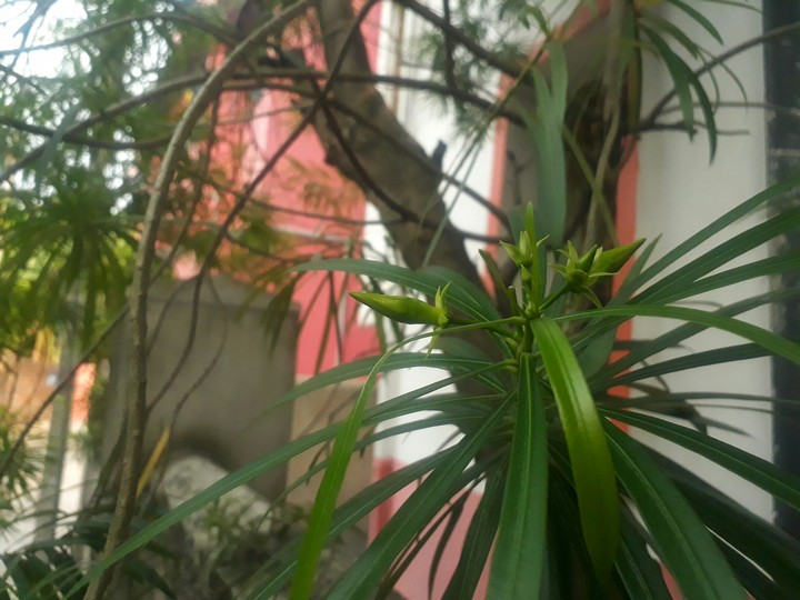 nature