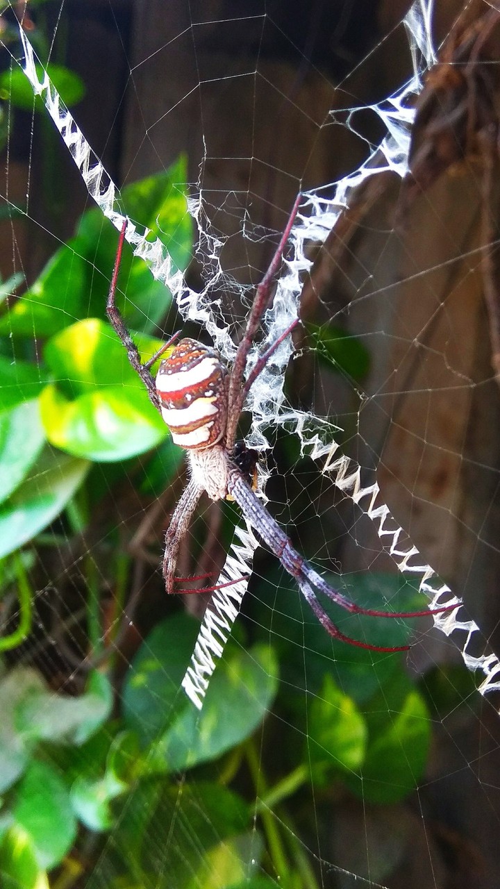 spider01