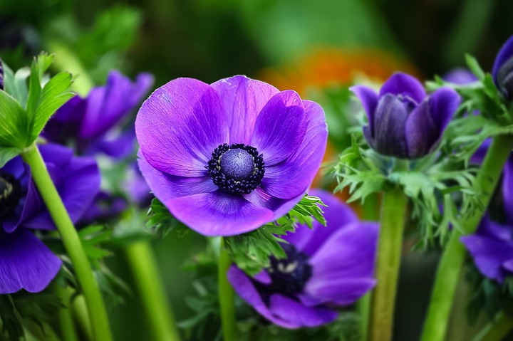 Anemone