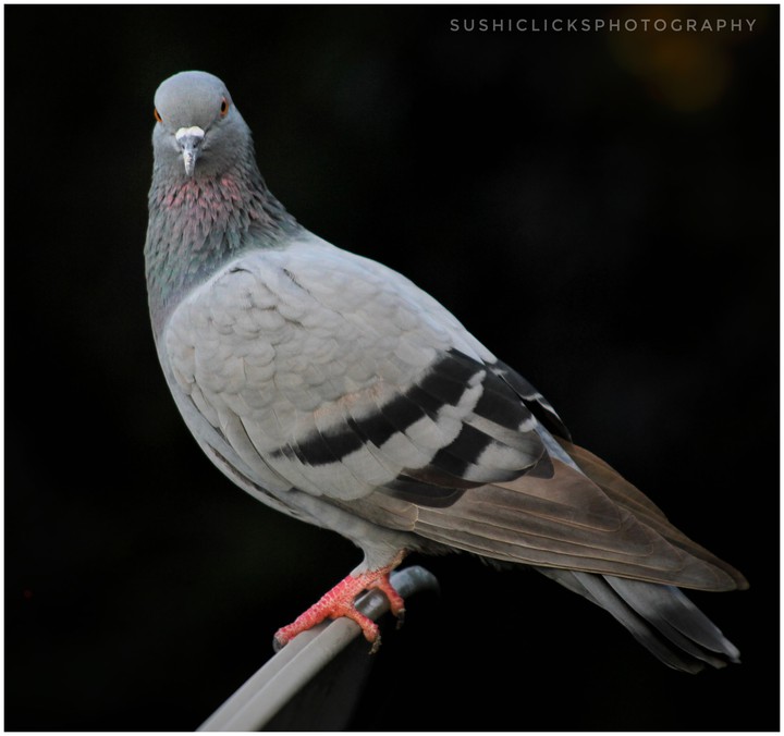 pigeon