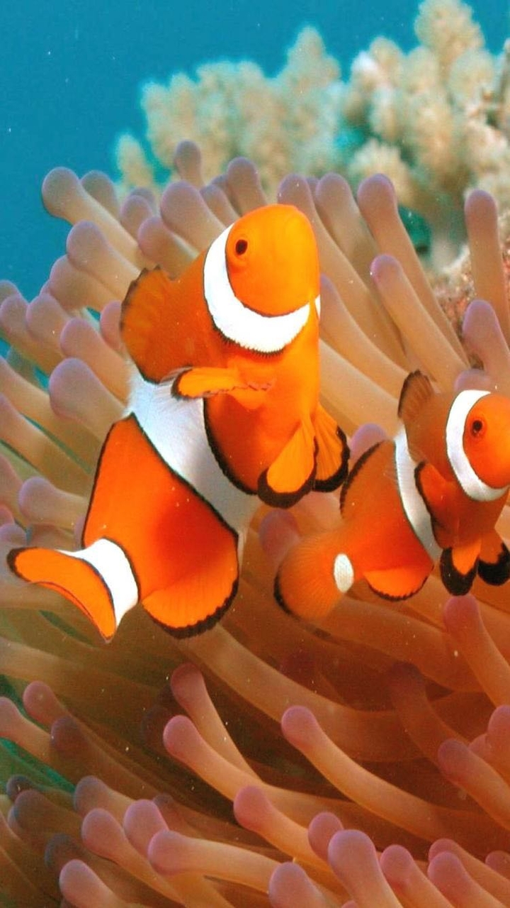Clown fish