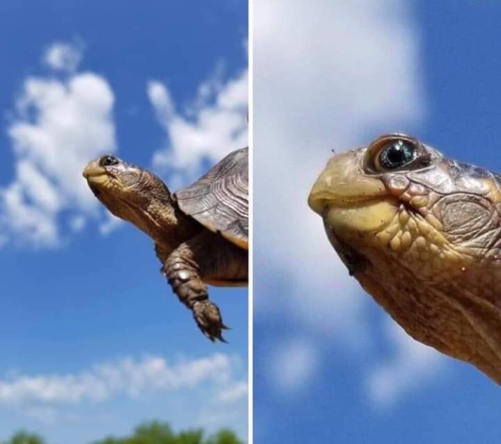Turtle