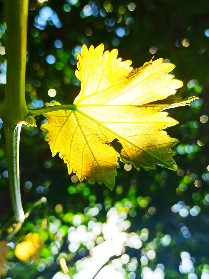 photosynthesis
