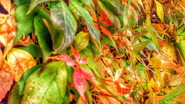 leaves