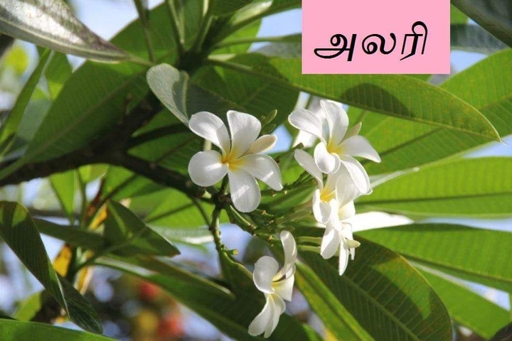 அலரி மரம்