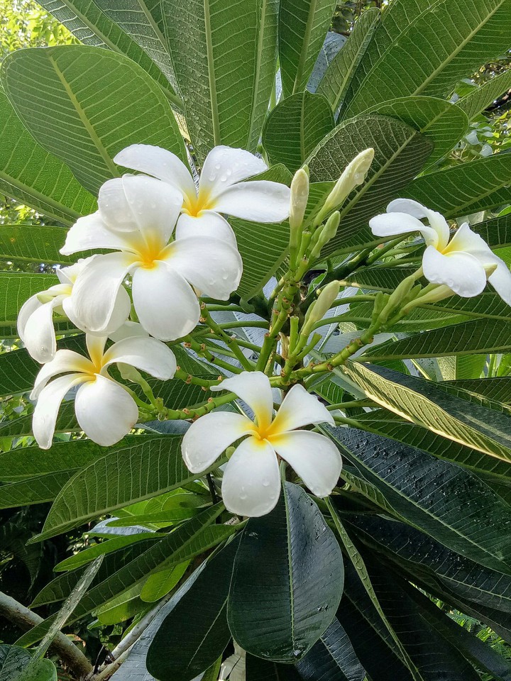 My dear flowers bloom far whom?