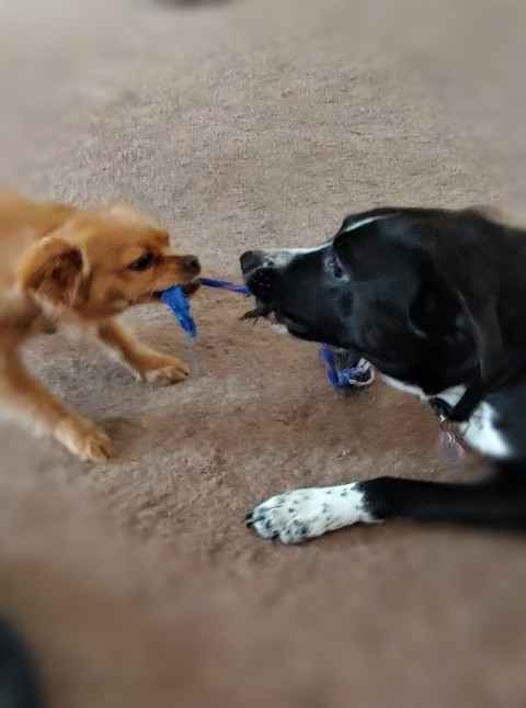 tug of war