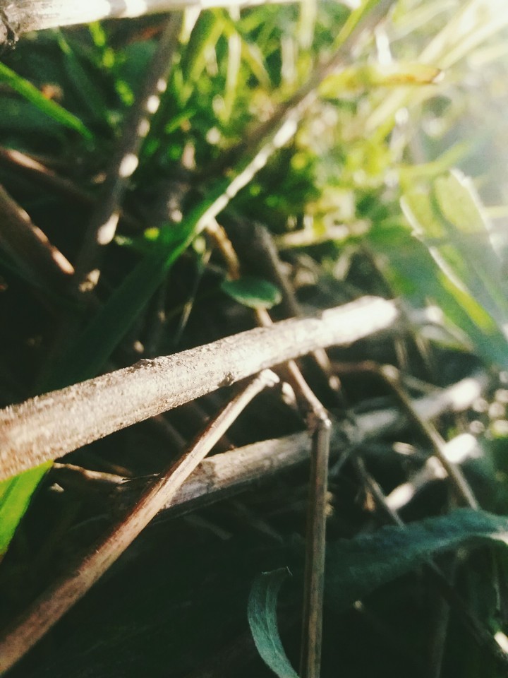 Nature Stick