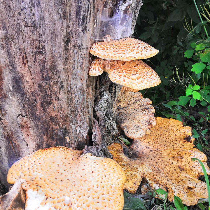 Oyster mushroom