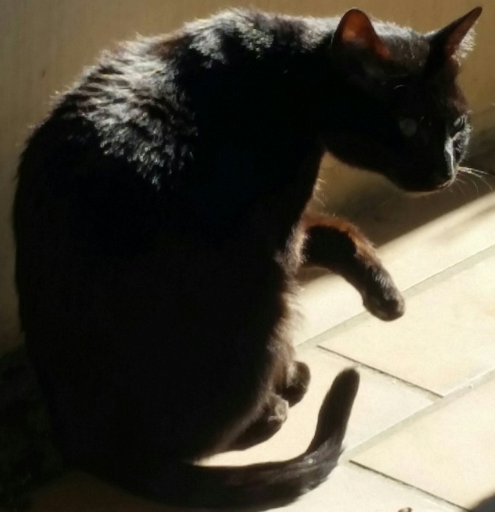 cat