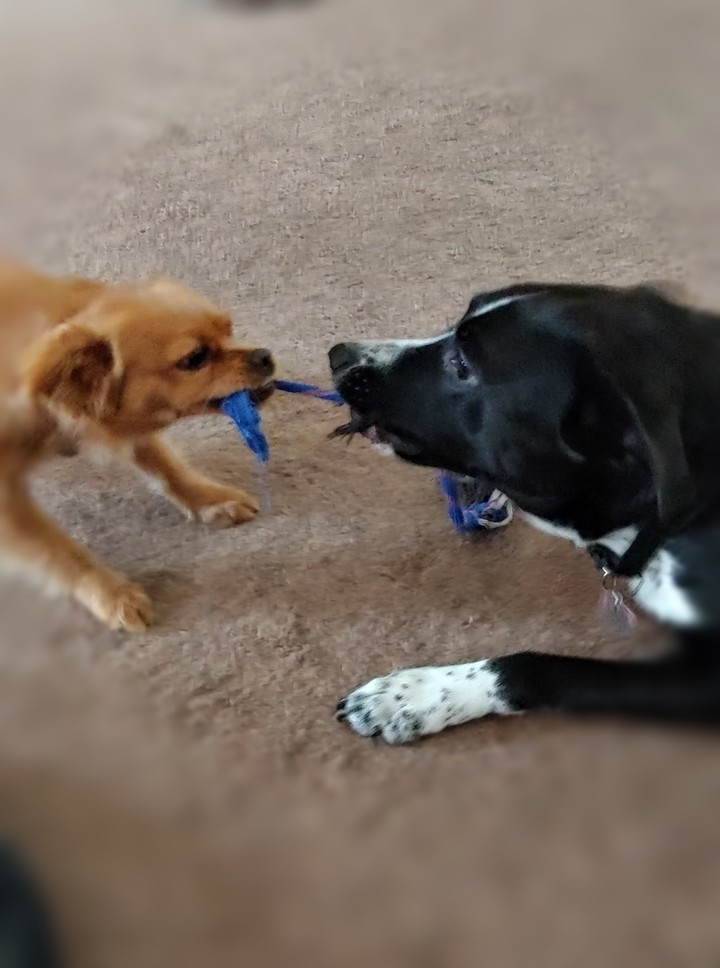 tug of war