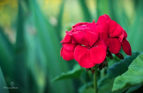 Flor roja