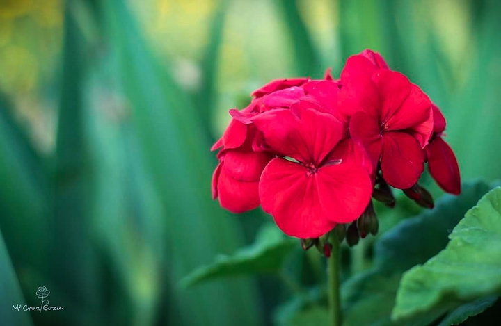 Flor roja