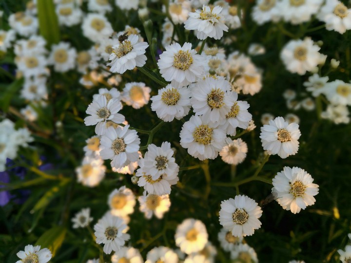 Daisy wheel