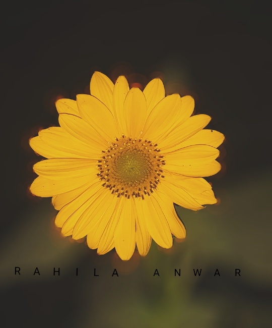 soft #sunflower
