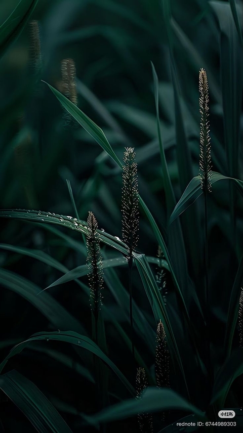 Herbaceous