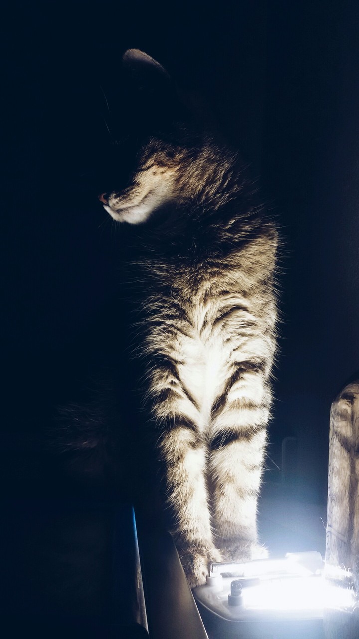 every cat is a lady