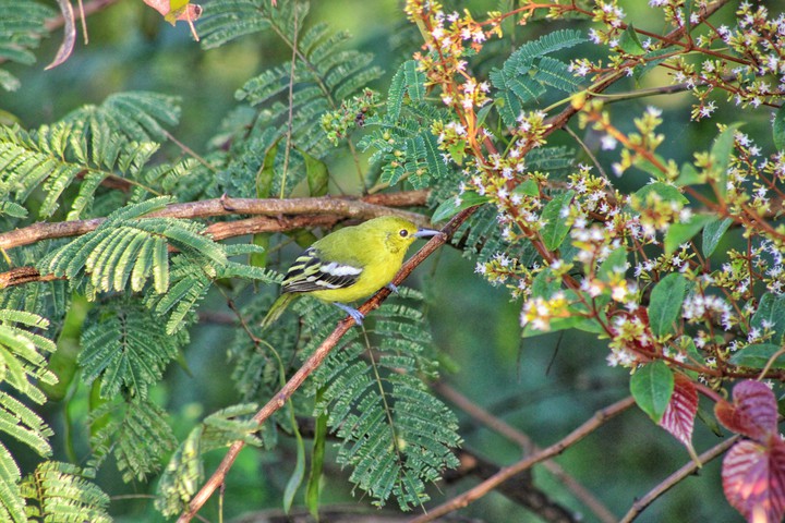 yellow bird
