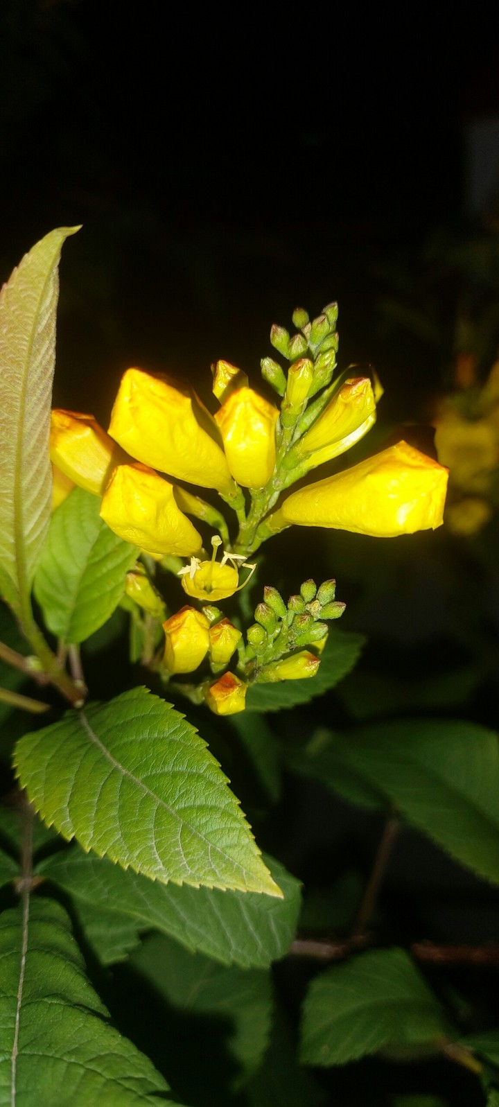 my click