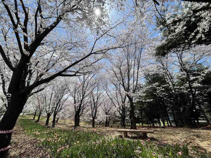 cherry blossom(벗꽃)