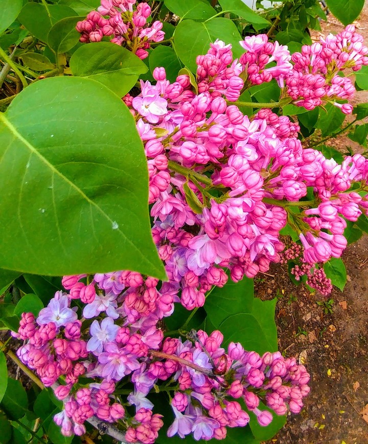 Lucious Lilacs