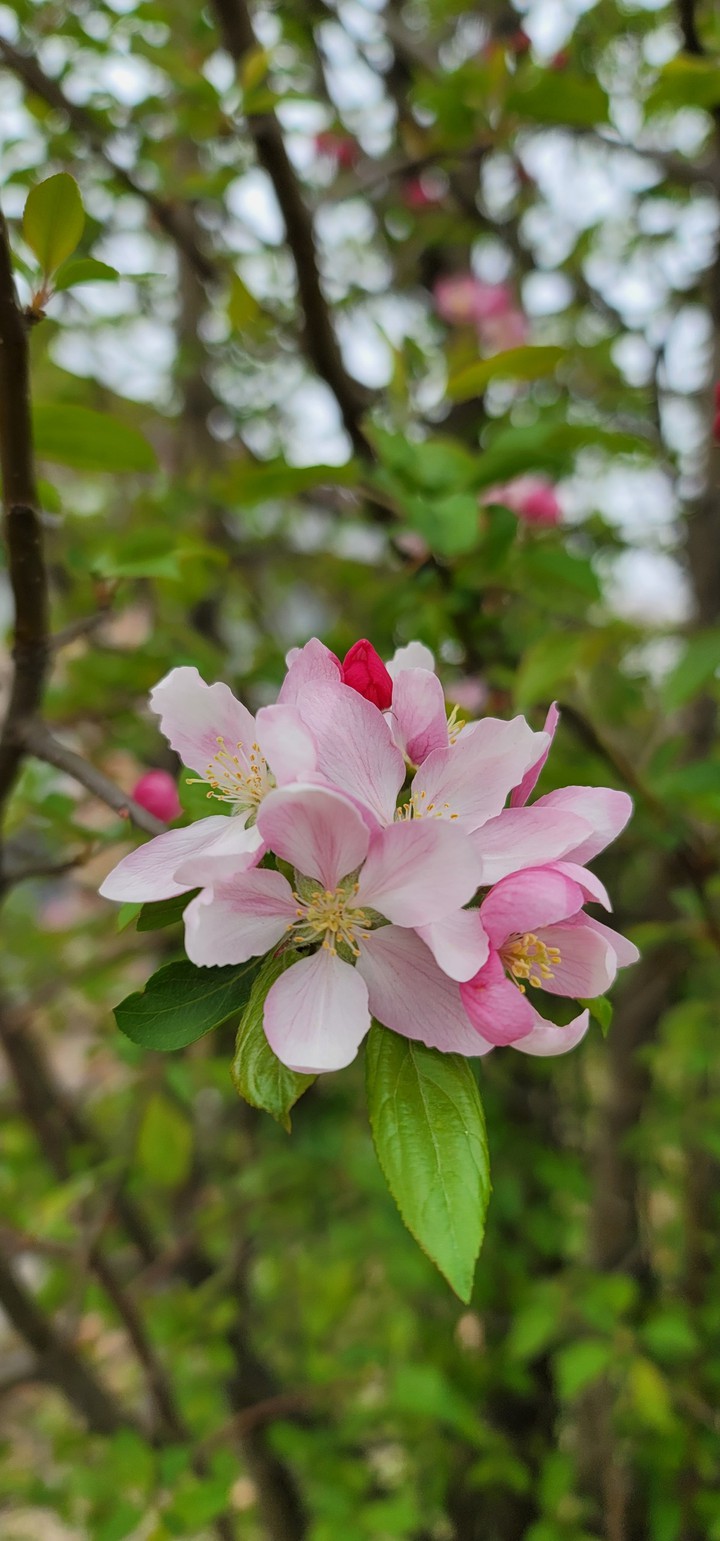 Fuji apple flower