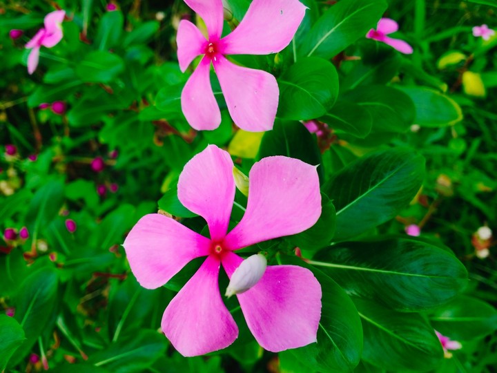 Beautiful Flowers