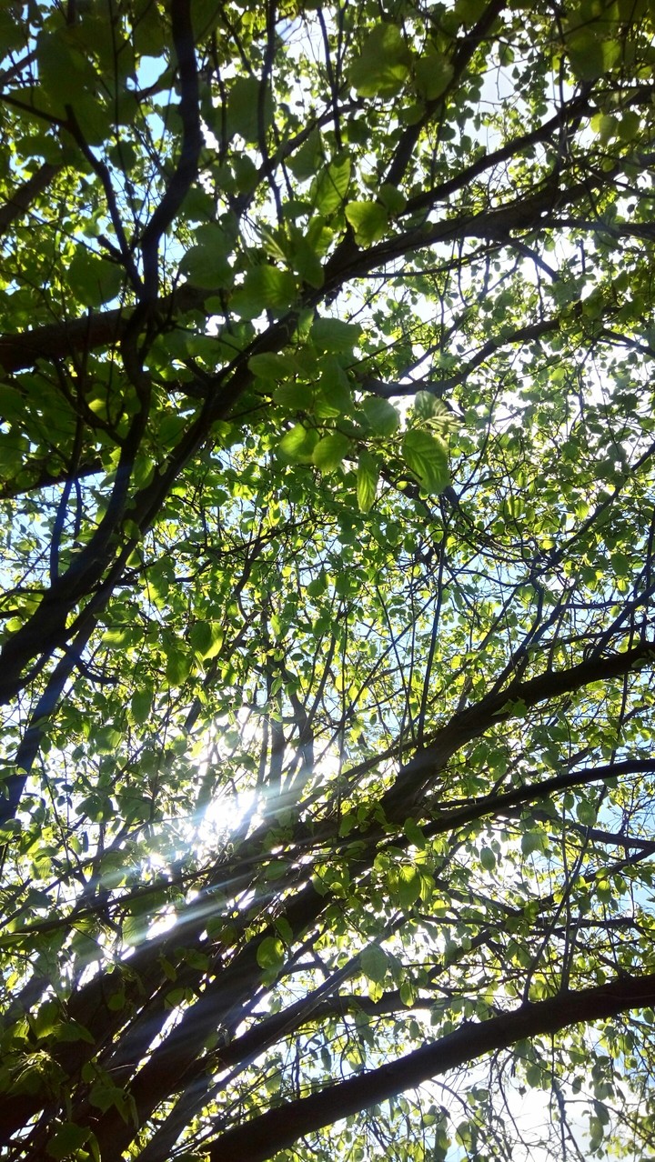 Little forest