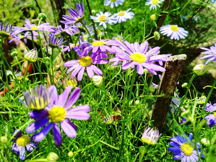 Purple Flowers