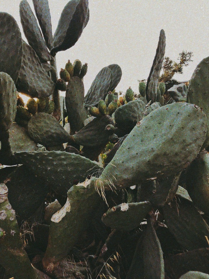 Cactus family