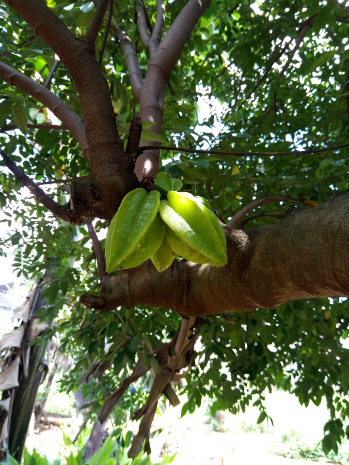 Fruit