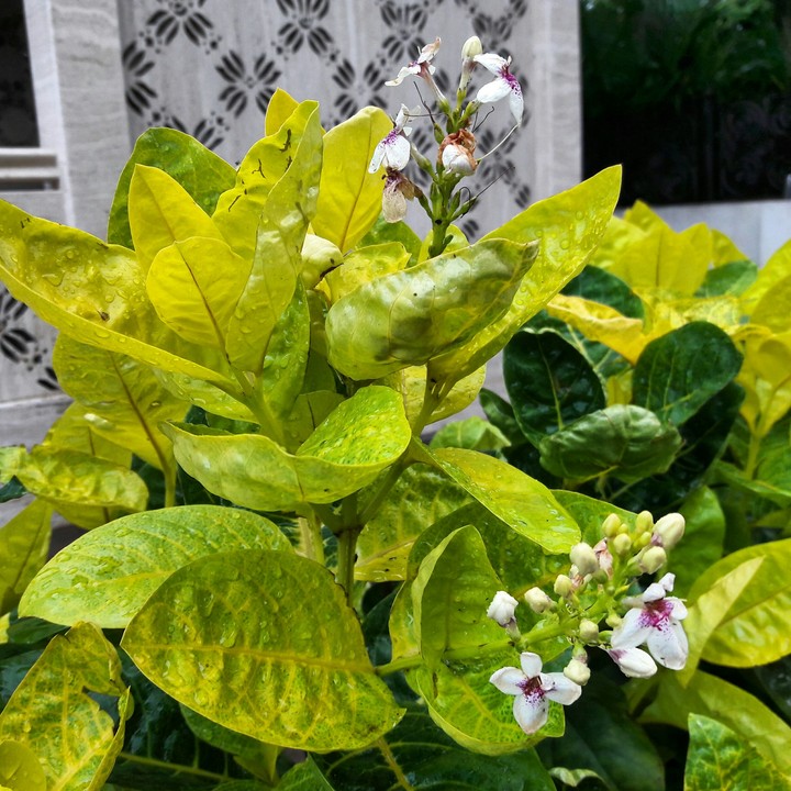 #Flower #photography