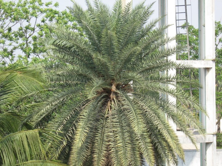 palm