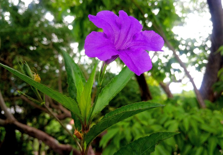 FLOR MORADA.