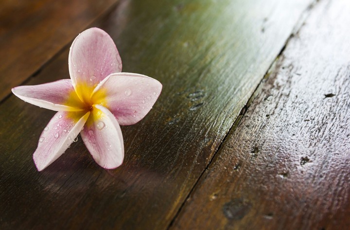 pink Flower