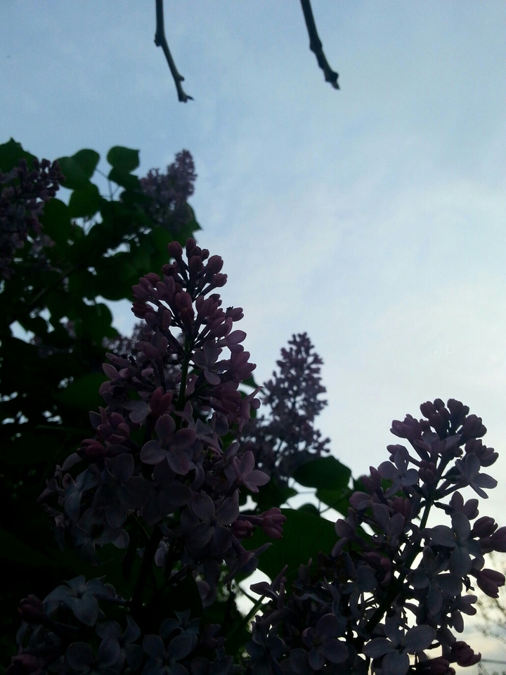 lilac