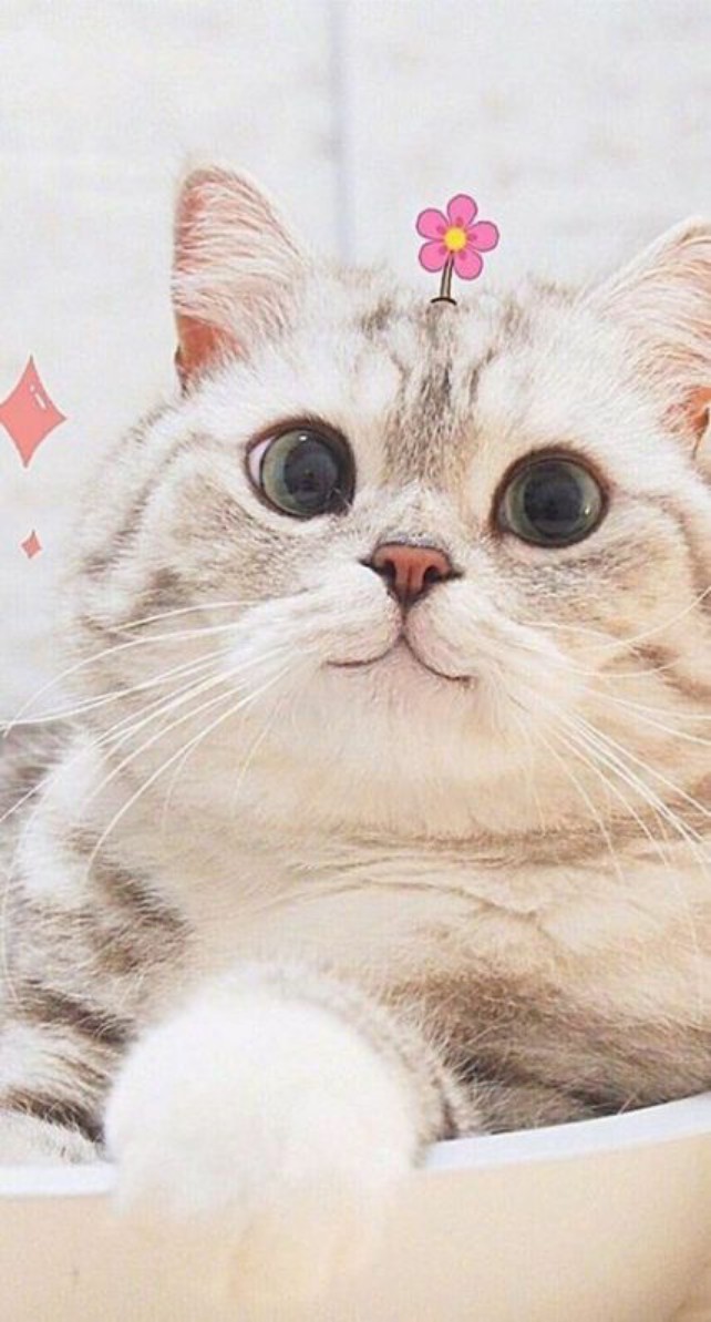 кот кот кот кот