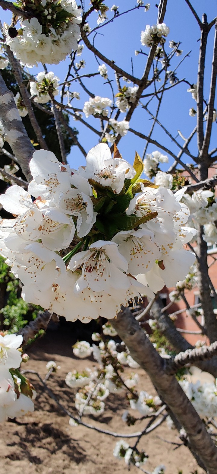 Cherry tree flowers