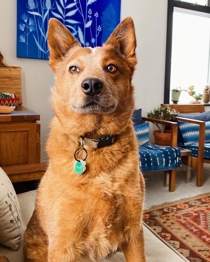 Dog