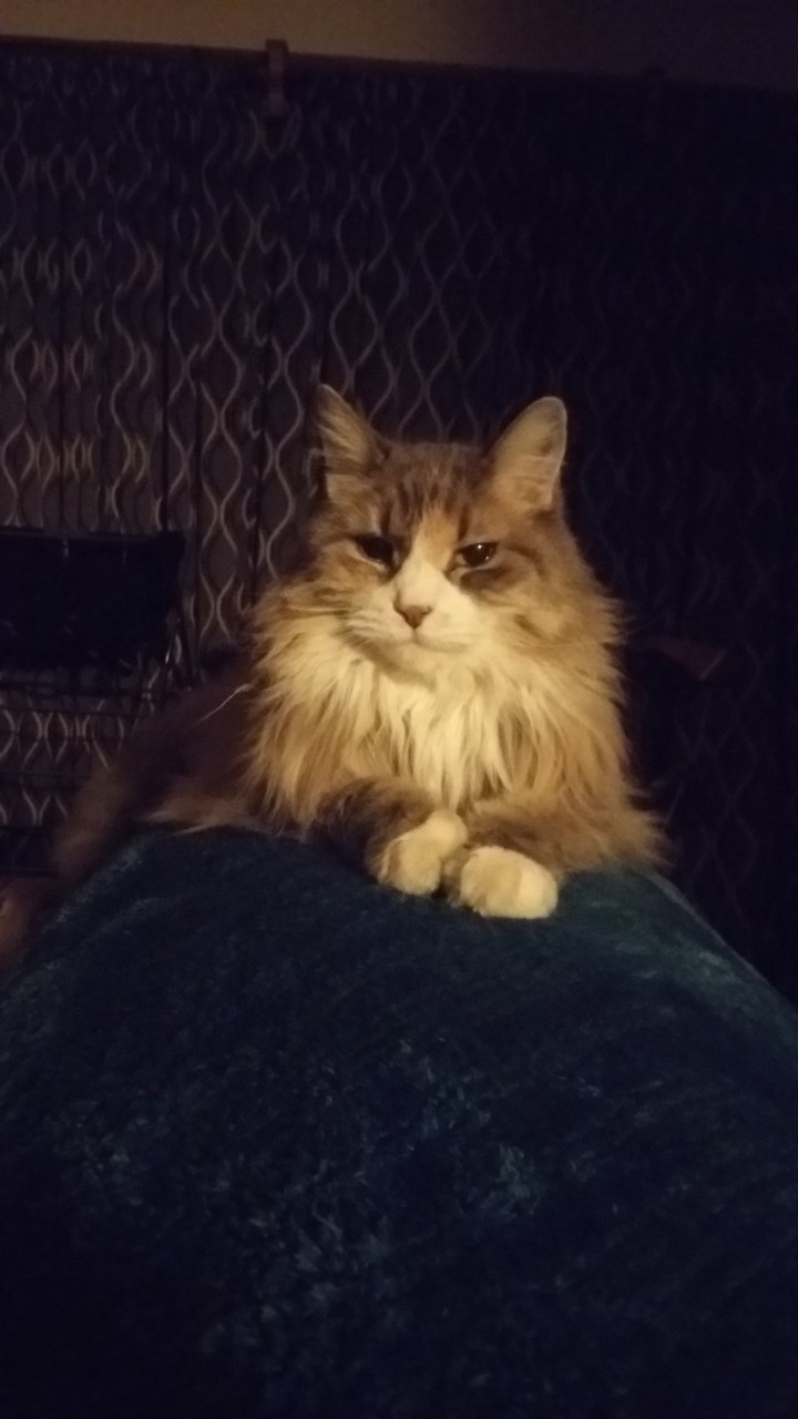 My little lioness.