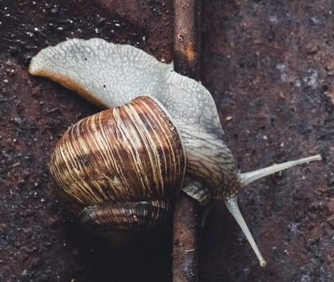 seashell, Close-up Hintergrundbilder