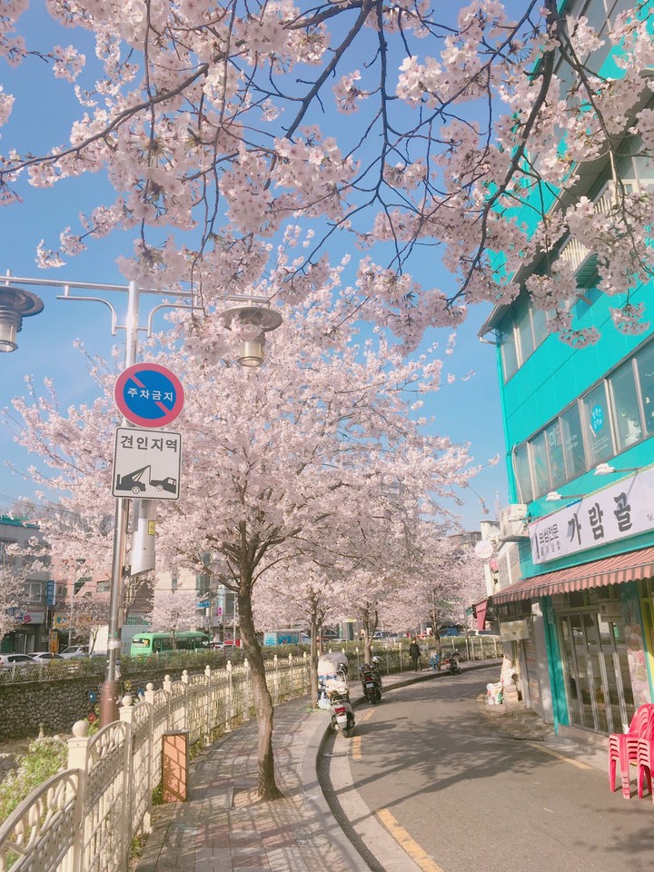 Cherry Blossom