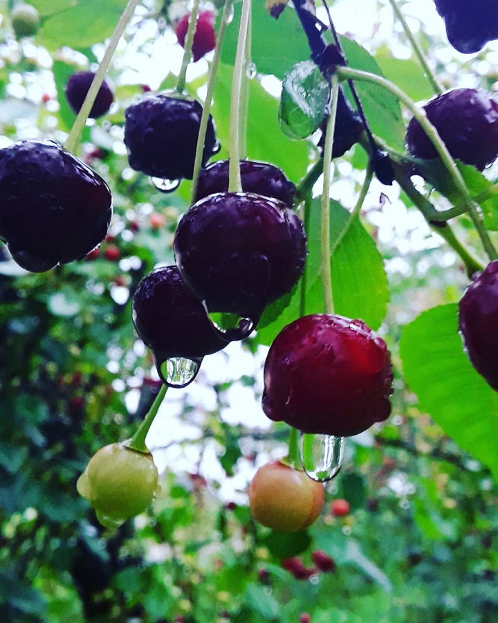 cherry