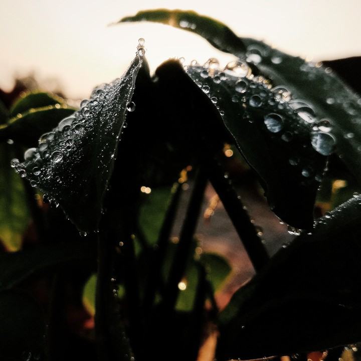 Rain drops and sunshine.