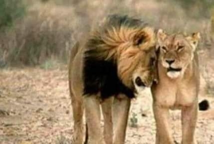 lion