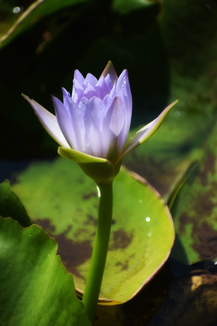 Beautiful lotus ?