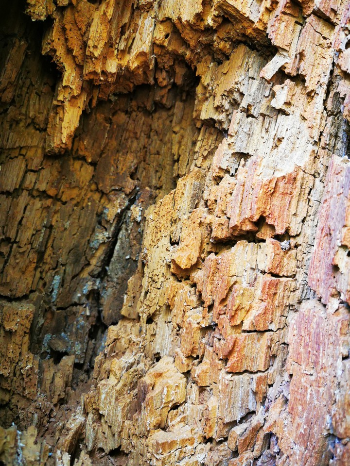 Inside tree