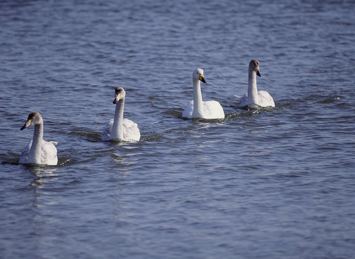 Birds